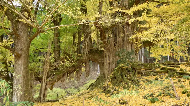 長寿日本一のイチョウに会いに丹波市で登山☆ついでに川魚のあまごを食べちゃう旅♪