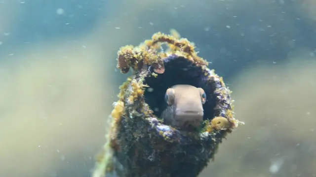 海に沈む幻の1番線ホーム…⁈根府川ダイビング