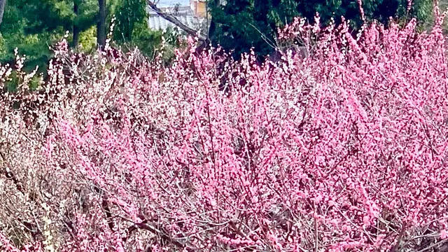 3月 京都へ梅を見に