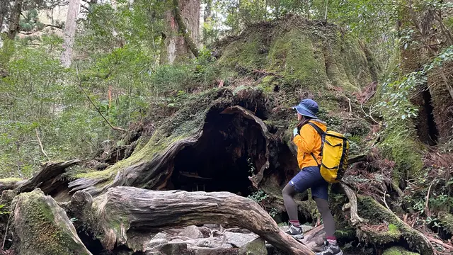 【屋久島】世界遺産の森を歩く!縄文杉🌳日帰りトレッキング・荒川コース