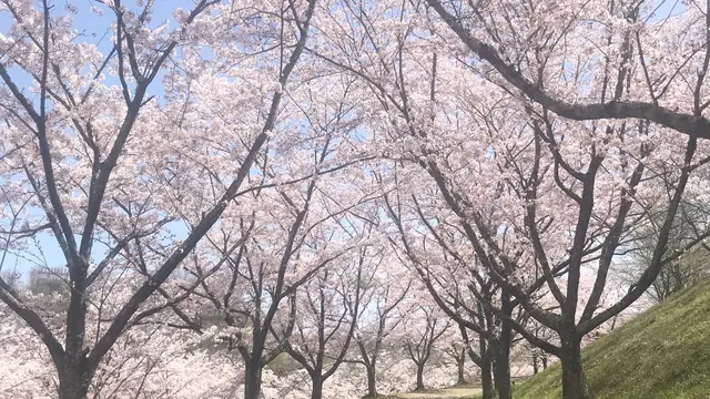 岐阜の満開な桜を満喫しよう!