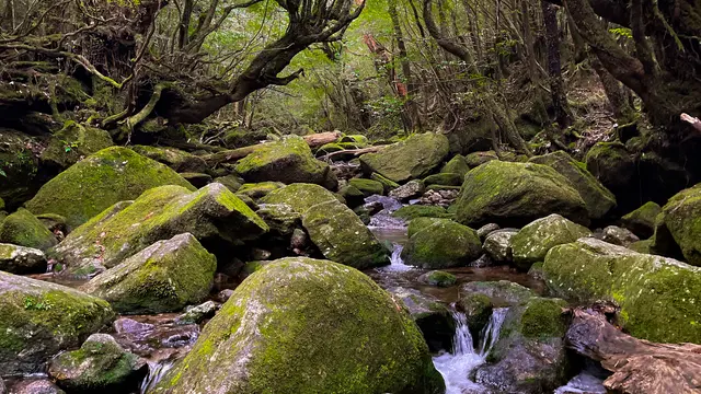 体力に自信がなくても大丈夫!半日で楽しむ白谷雲水峡🌿