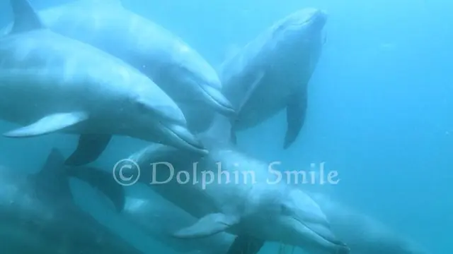 【能登半島】ドルフィンスイム🐬