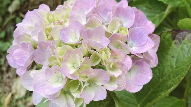【千葉 6月限定♪あじさい屋敷を巡る古風なコース】