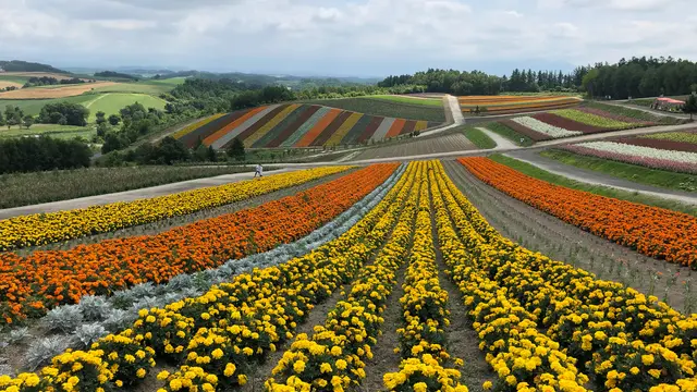【北海道】丘のまち・美瑛の絶景を巡る日帰り旅