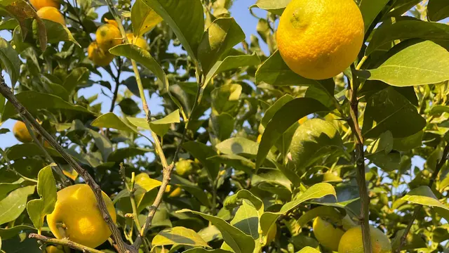 果物の楽園・福島🍎道の駅巡りメインの日帰りドライブ〜話題の映えスポットに温泉も