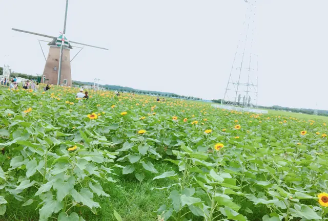 6月末限定！絶景花スポット🌼めぐりドライブとデカ盛りグルメ