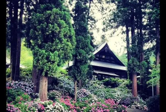 【梅雨の山梨】お寺に２万本の紫陽花【富士川町】