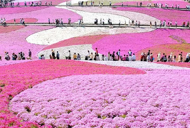 秩父で芝桜の花見に行こう!!