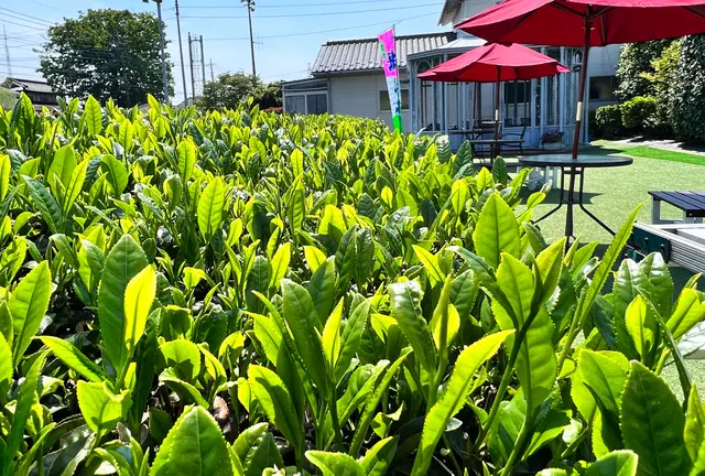 お茶についてのAtoZ✨茶畑から食卓まで🌱お茶好きの、お茶好きのための、お茶プラン🍵