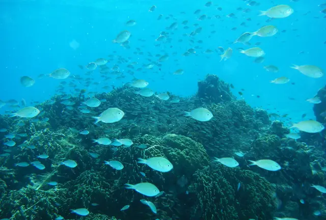 美ら島記録　座間味島・阿嘉島編