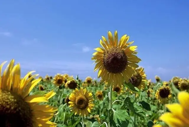 花景色に癒されたいなら茨城県国営ひたち海浜公園へ行こうじゃないかっ♡