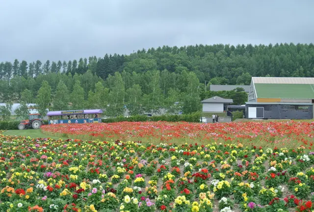 ＊半日でまわれる、花咲く富良野のドライブコース＊