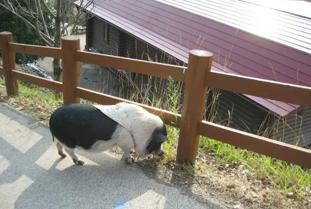 もくもくファームで美味しいもの食べて、信楽で陶芸体験するファミリー向けプラン。
