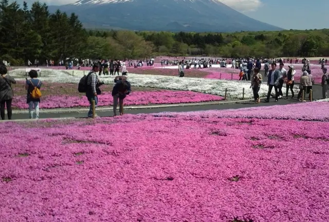 JR東日本 世界遺産富士山フリー切符で行く  雪被りの富士山と芝桜旅