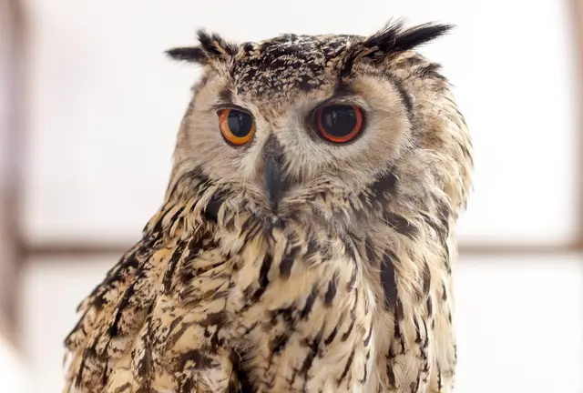 たくさんのフクロウ・ミミズクに会いに行くドライブ