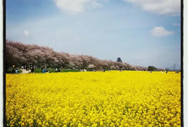 お花見絶景スポット☆ピンクと黄色のコントラストを堪能あれ！