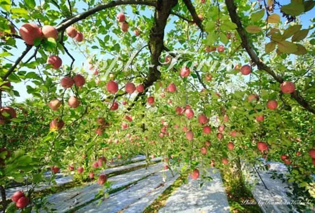 秋の行楽、りんご狩り！栃木県 矢板市 高原山。