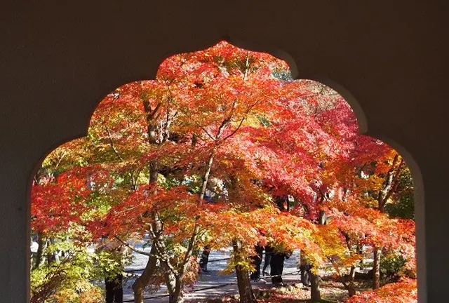 京都紅葉とcafeめぐり