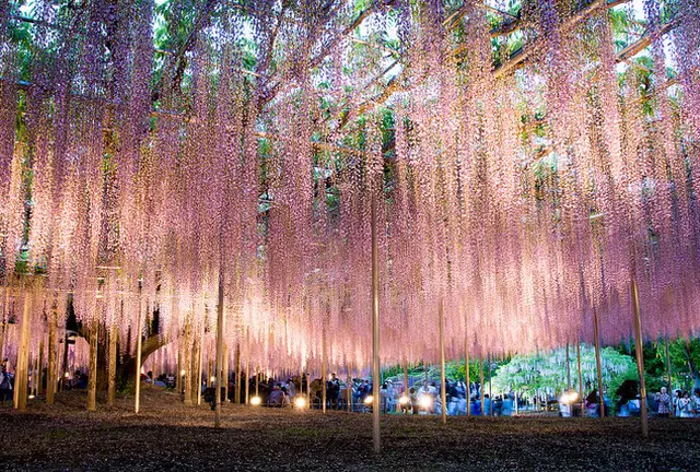 GWの写真撮影なら芝桜と夜藤を満喫コース