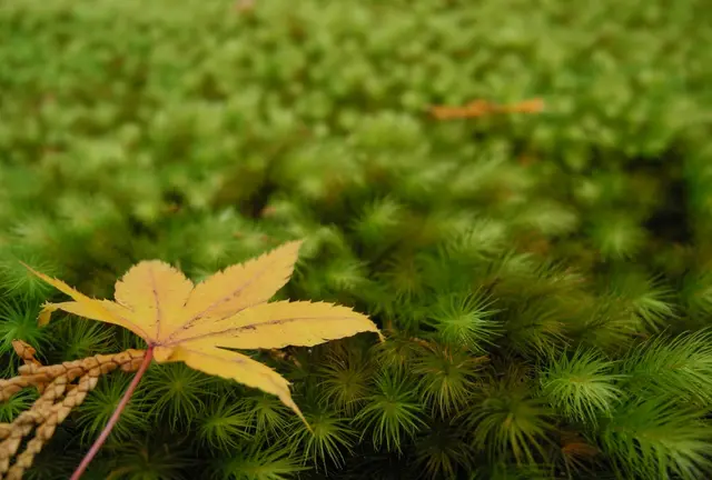 秋の紅葉、京都三千院でぶらり御朱印散歩