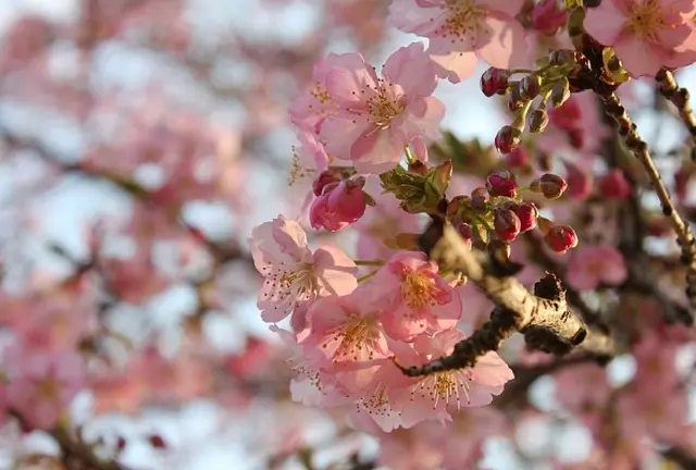 河津桜がかわいい♡井の頭公園でお花見&フォトジェニックなスイーツを楽しむ