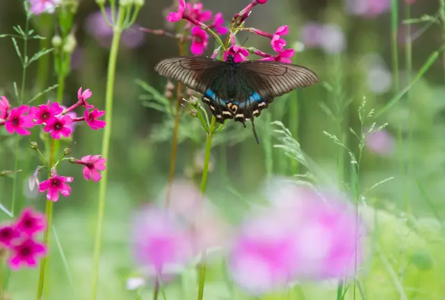 日光で一番美しい花「クリンソウ」を見に行こう
