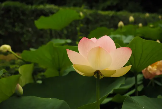 ［二宮町～中井町］花が豊かな このエリア、旅の最後は中井町で足湯カフェ♪