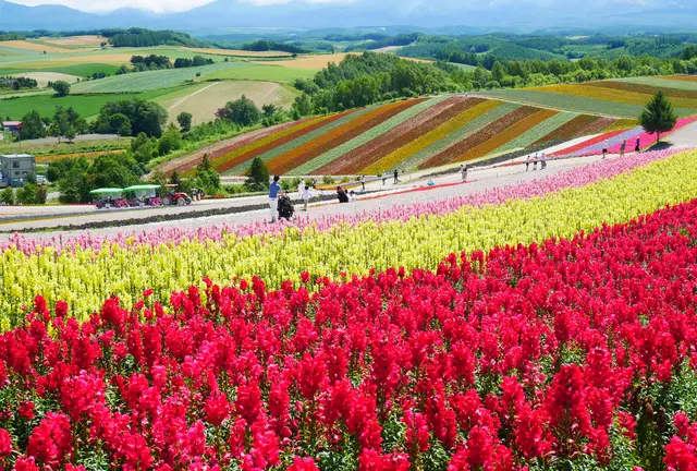 北海道　富良野、美瑛の花と絶景を楽しむ旅