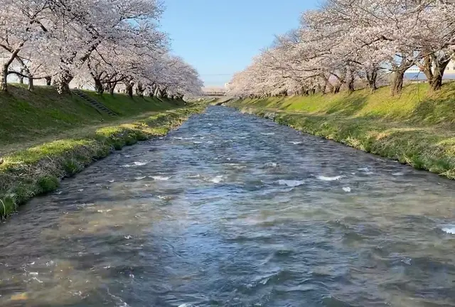【富山県】あさひ舟川で「春の四重奏」を満喫してきたよ🌸