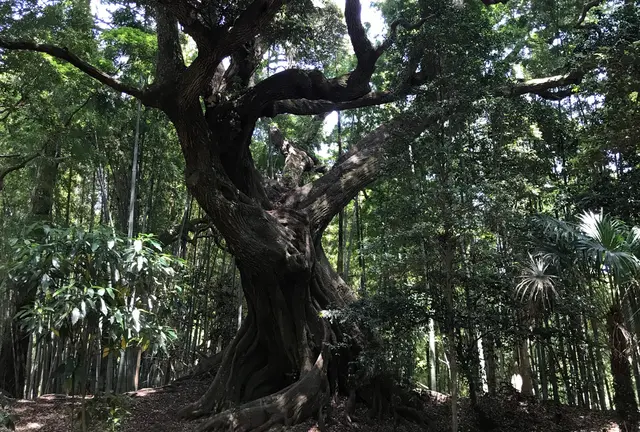 らんまんロケ地
