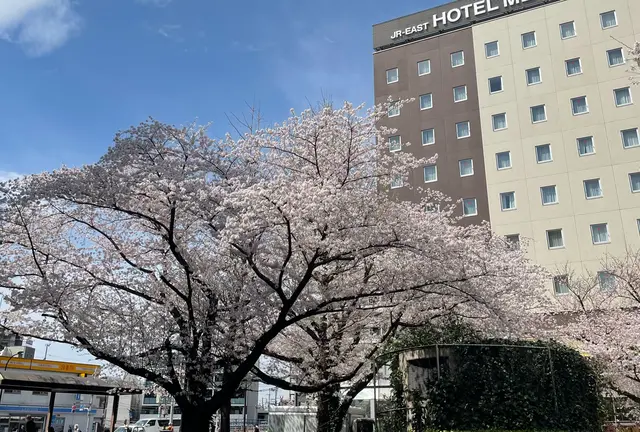 桜の街散策🌸~東京都~