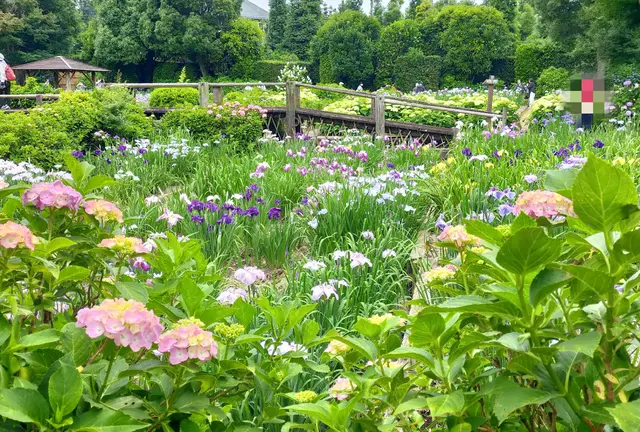 都心から1時間｡菖蒲を見る小旅行。