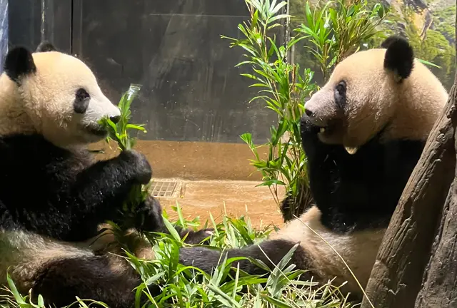 大人の遠足！天気のいい日に上野動物園へ