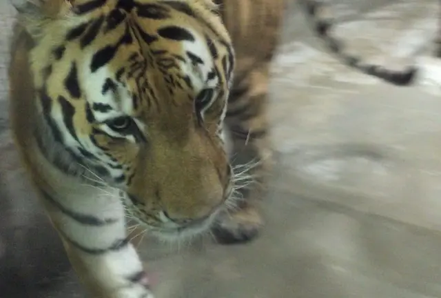 ZOO