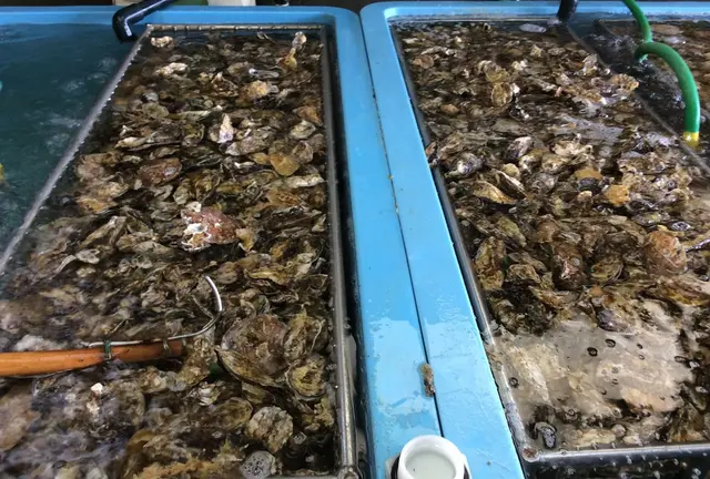 旬の牡蠣を満喫！相生赤穂でコテージ泊の旅*(^o^)/*