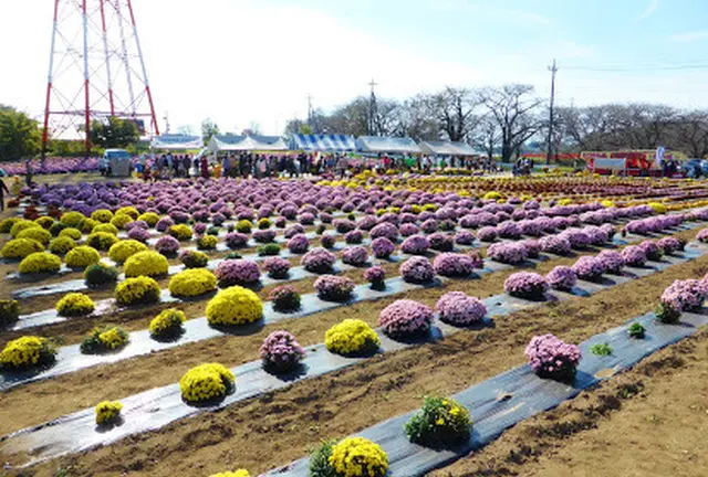 群馬県伊勢崎市をドライブ　あかぼり小菊の里　草木湖　上州田舎屋