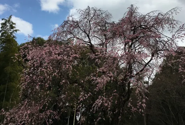 【松戸】花めぐり