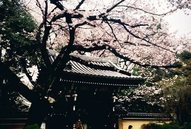 都心の桜めぐり