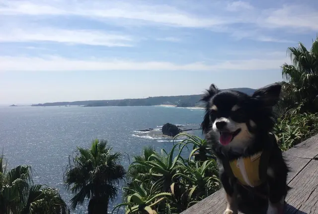 わんこと下田