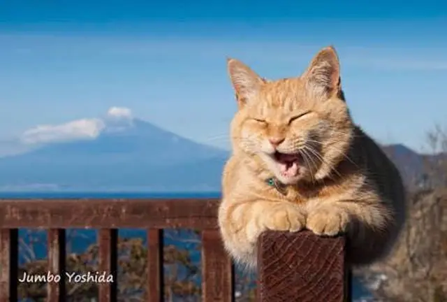 開運！幸せの西伊豆パワースポットめぐり 青の洞窟と猫店長に会いにいこう！