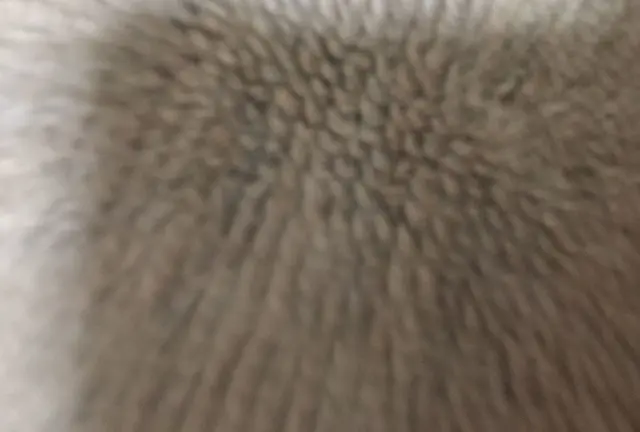 ほげ