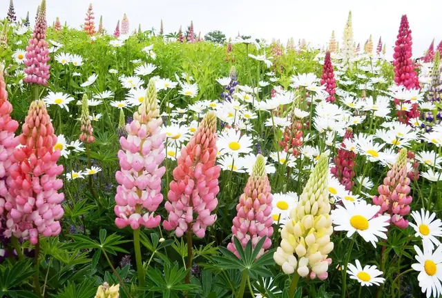 北海道はでっかいどう♡花畑とグルメとアニマル堪能！〜道央編〜