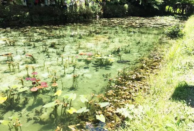 岐阜の紫陽花ロードへ🚙