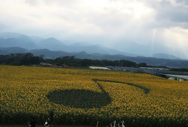桃パフェにひまわり畑、花火…インスタが盛り上がるスポット満載！山梨夏の小旅行♪