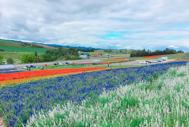 旭川出発🚙美瑛と富良野を半日でサクッと楽しもう！