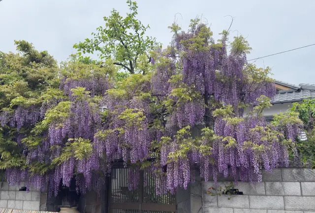 熊野街道信達宿　梶本家の野田藤に魅せられて