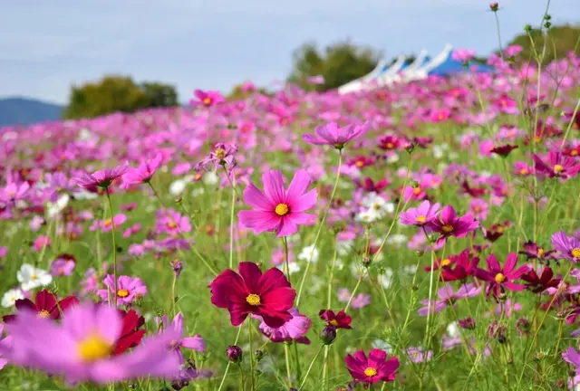 万博公園とニフレルで秋デート！