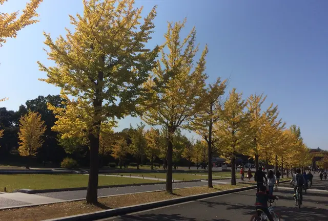 手軽に行ける紅葉スポット、昭和記念公園でぷらぷらしよう