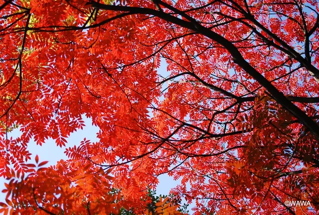 六義園から根津神社の紅葉を巡る